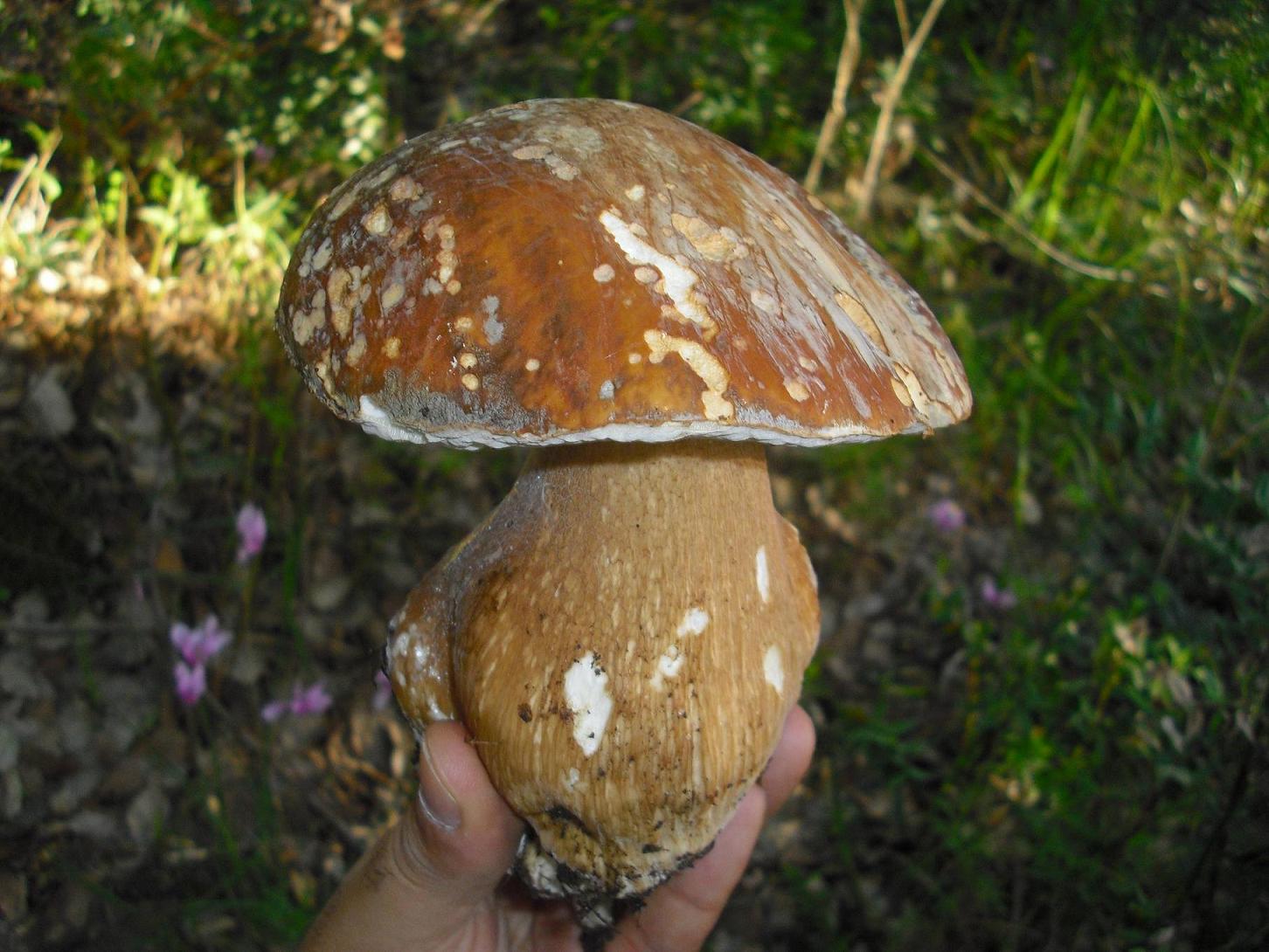 Finalmente dopo tanta acqua arrivano i funghi in Sicilia!